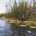 BWA NW OkavangoDelta 2016DEC02 Mokoro 008 : 2016, 2016 - African Adventures, Africa, Botswana, Date, December, Mokoro Base Camp, Month, Northwest, Okavango Delta, Places, Southern, Trips, Year